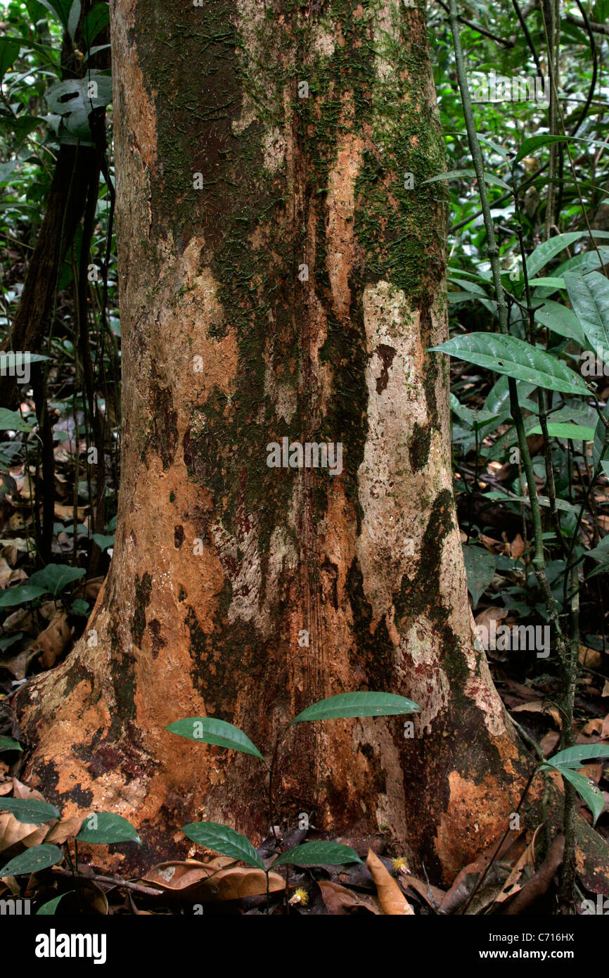 Tree (Oubanguia alata: Scytopetalaceae) in rainforest. Korup, Cameroon. The wood is used to make oars. Stock Photo