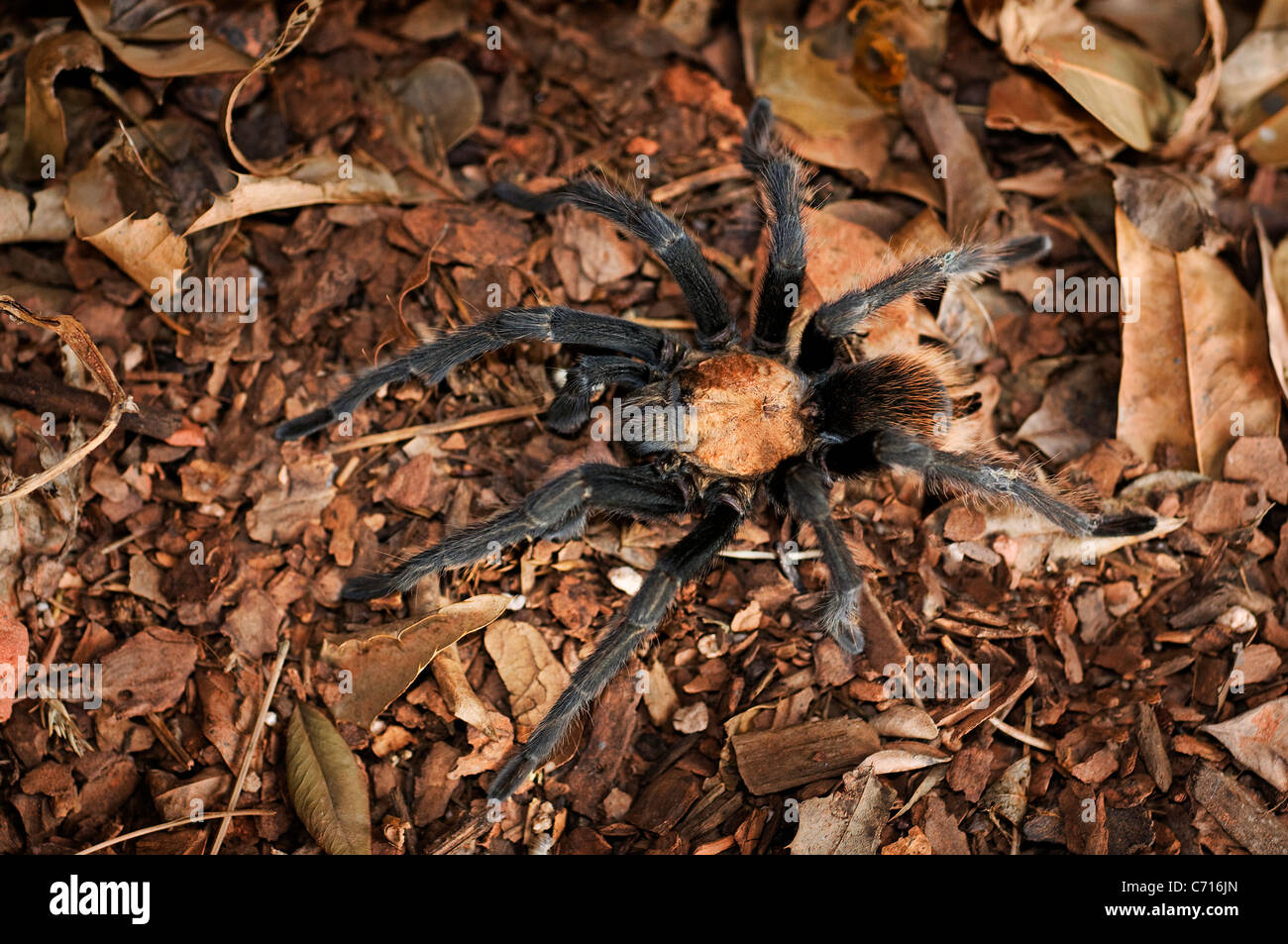 tarantula spider Stock Photo