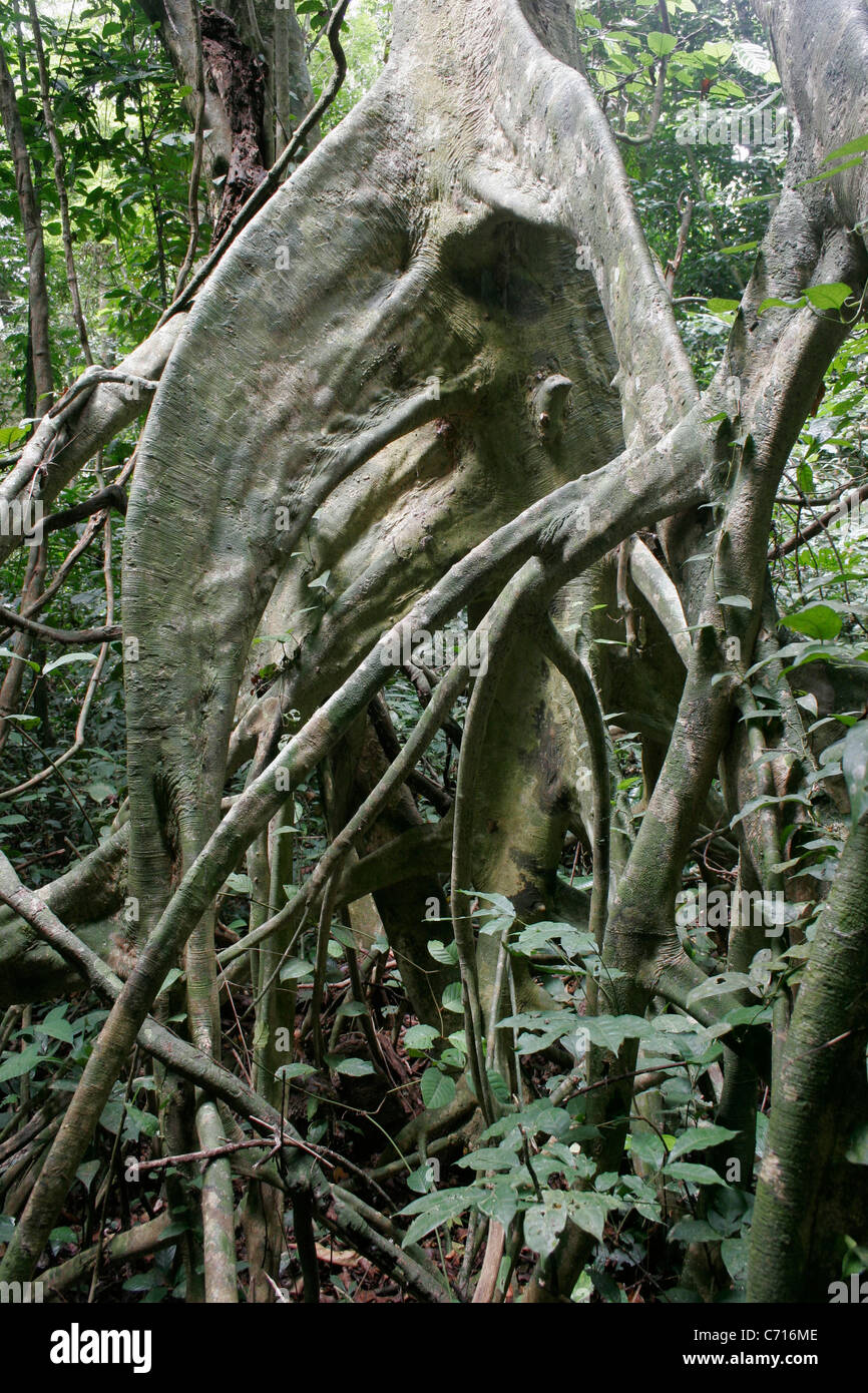 Tree (Uapaca guineensis: Phyllanthaceae) showing stilt-roots, in rainforest, Cameroon. Stock Photo