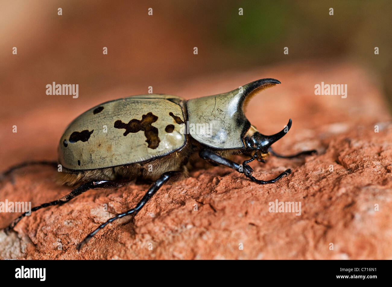eastern Hercules Rhinoceros horned beetle insect Stock Photo