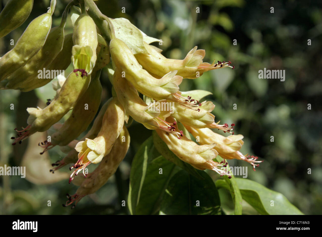 Tree (Combretum bracteatum: Combretaceae), flowers in rainforest, Cameroon. Stock Photo