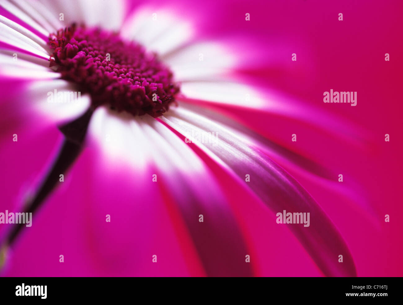 Pericallis hybrid, Cineraria, Single pink flower subject, Pink background Stock Photo