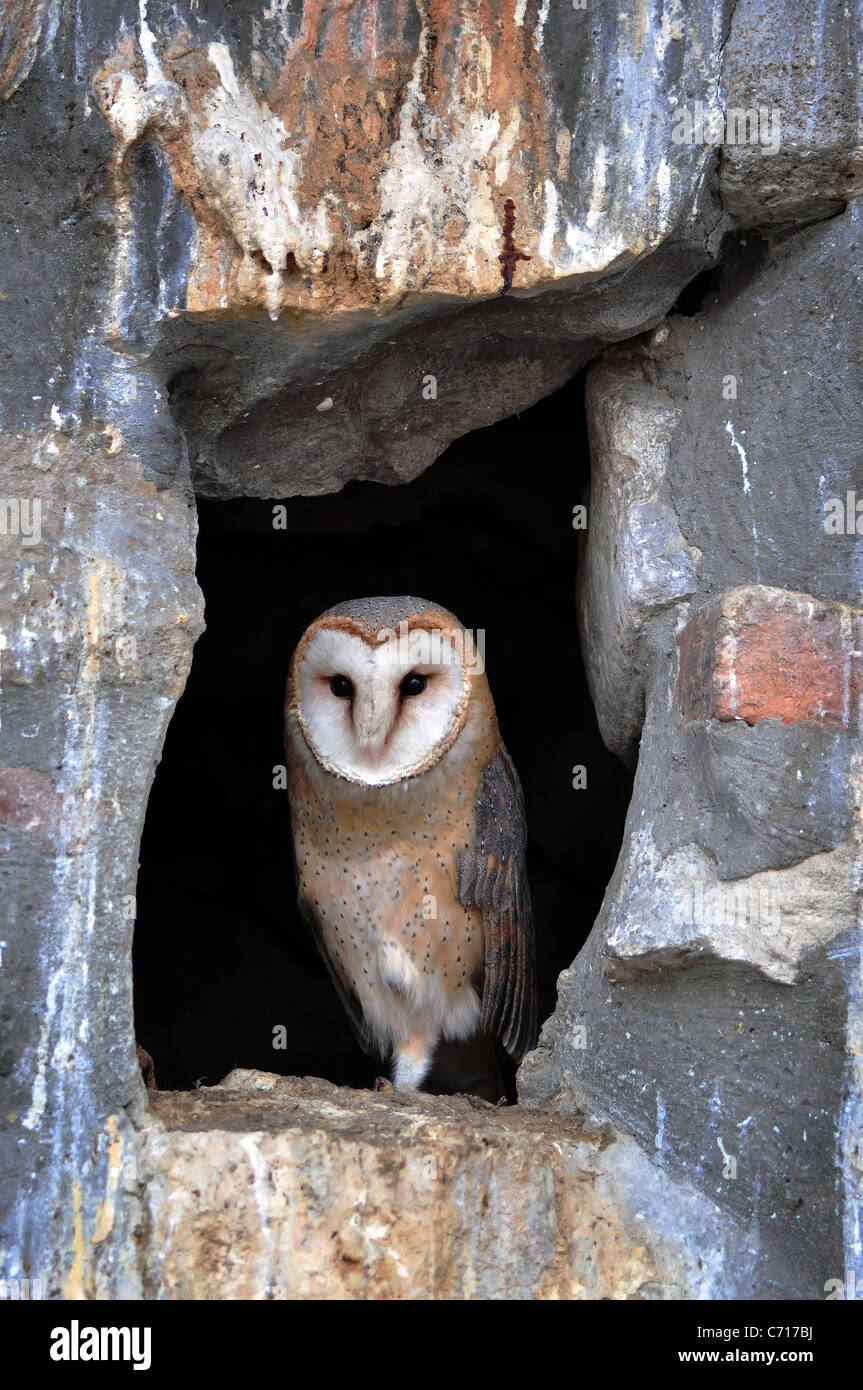 Portrait of a barn owl in the zoo Stock Photo