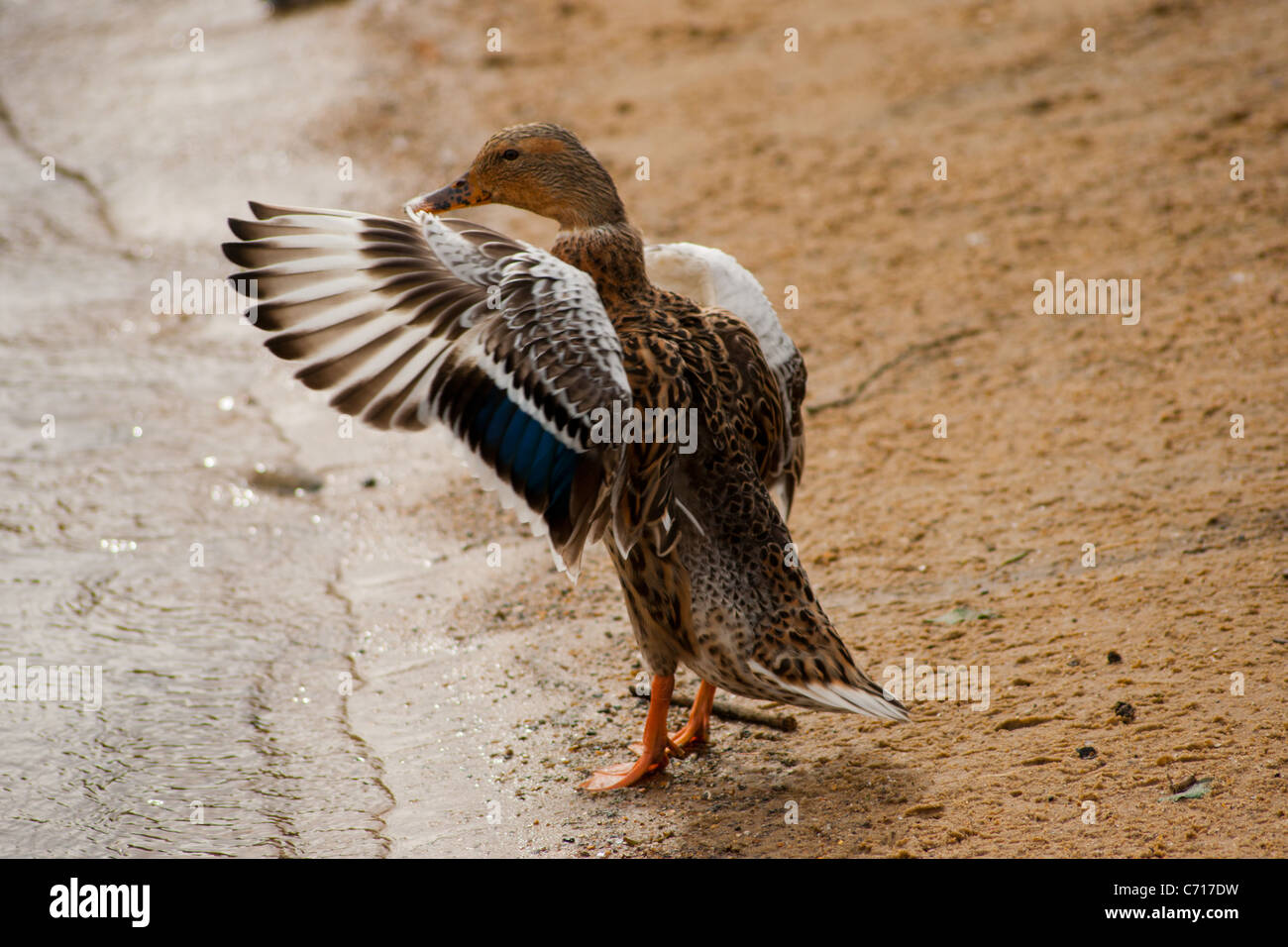 Mallard duck flaps its wings Stock Photo