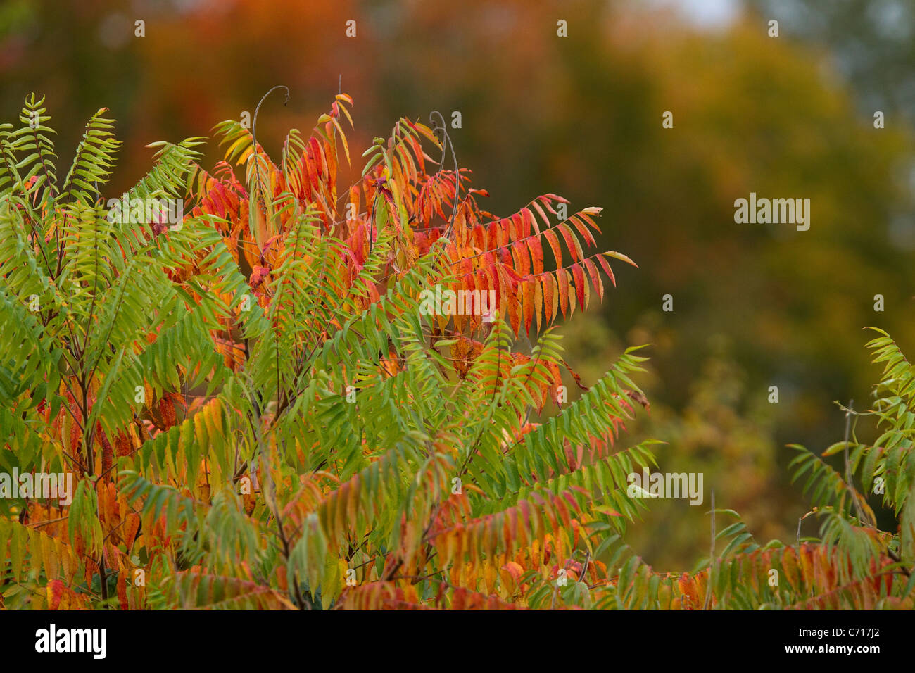 Autumn color sumac trees, red, yellow and green, New England fall colors Stock Photo Alamy