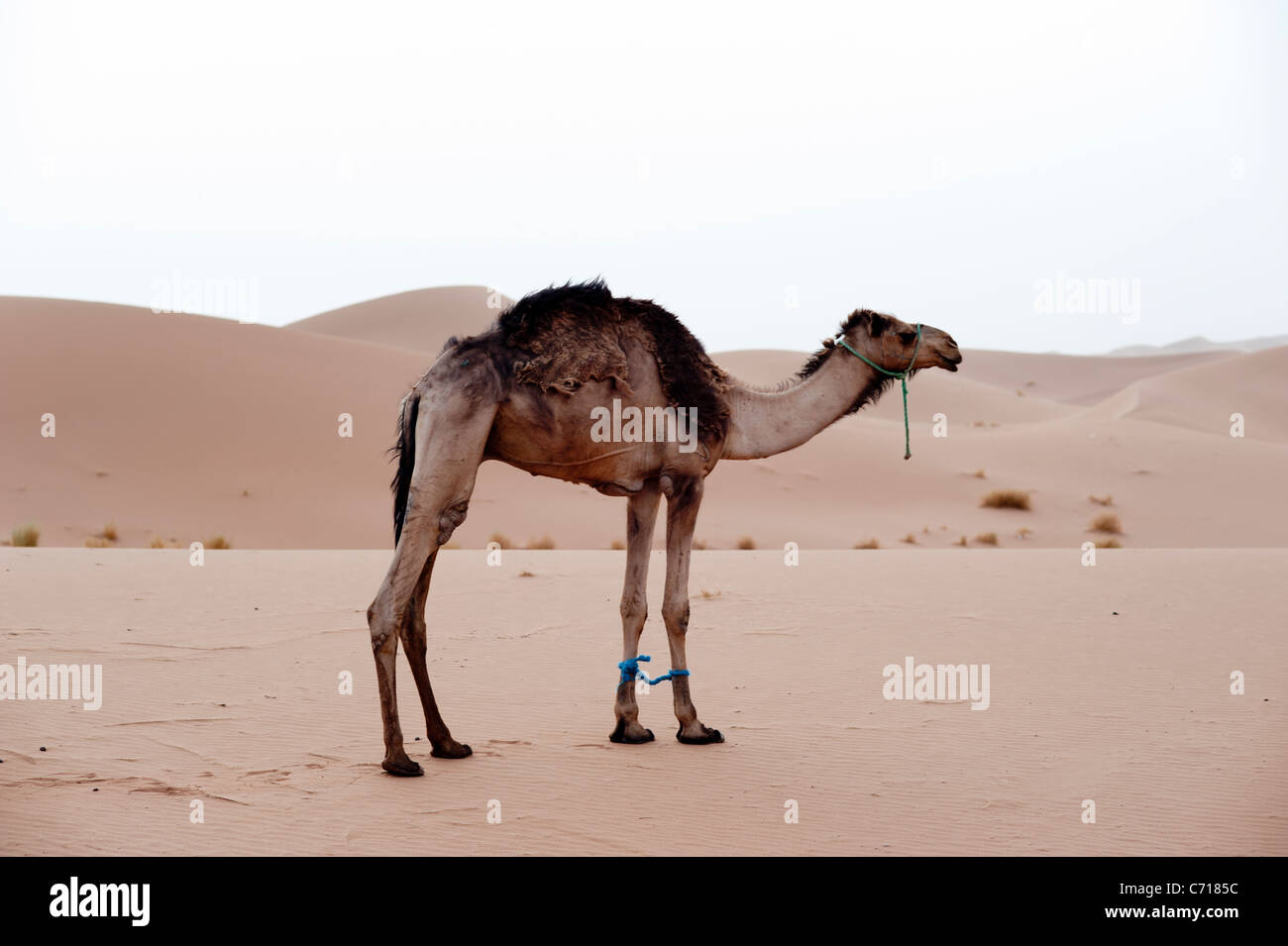 Dromedary in the Saharan desert, Erg Chigaga, Morocco. Stock Photo