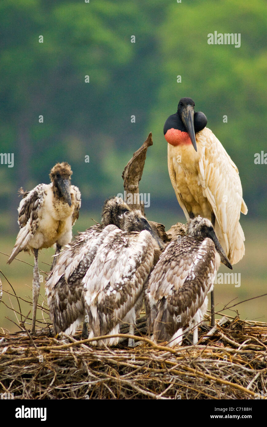Jabiru stork nest Stock Photo