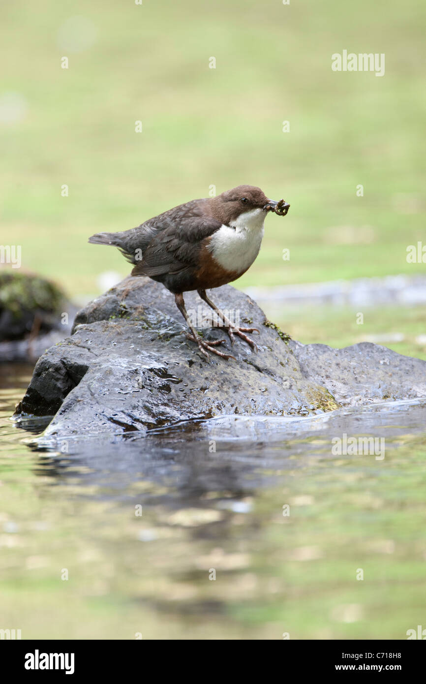 Cinclus cinclus - dipper with insect prey Stock Photo