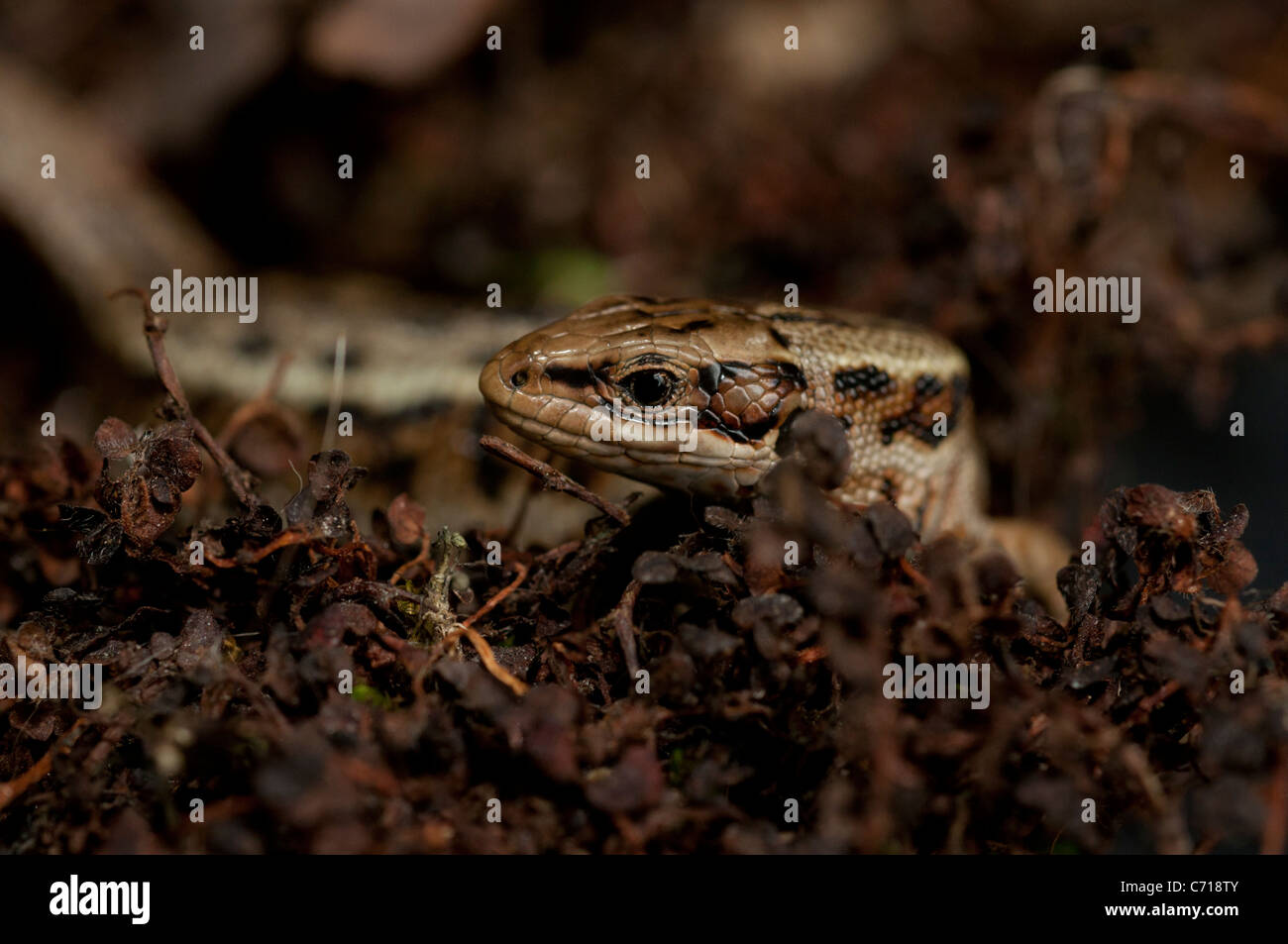 common lizard in heath Stock Photo