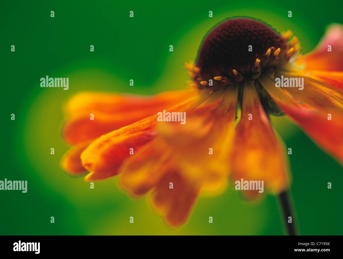 Helenium 'Moerheim Beauty', Helen's flower, Sneezeweed, Orange subject, Green background Stock Photo