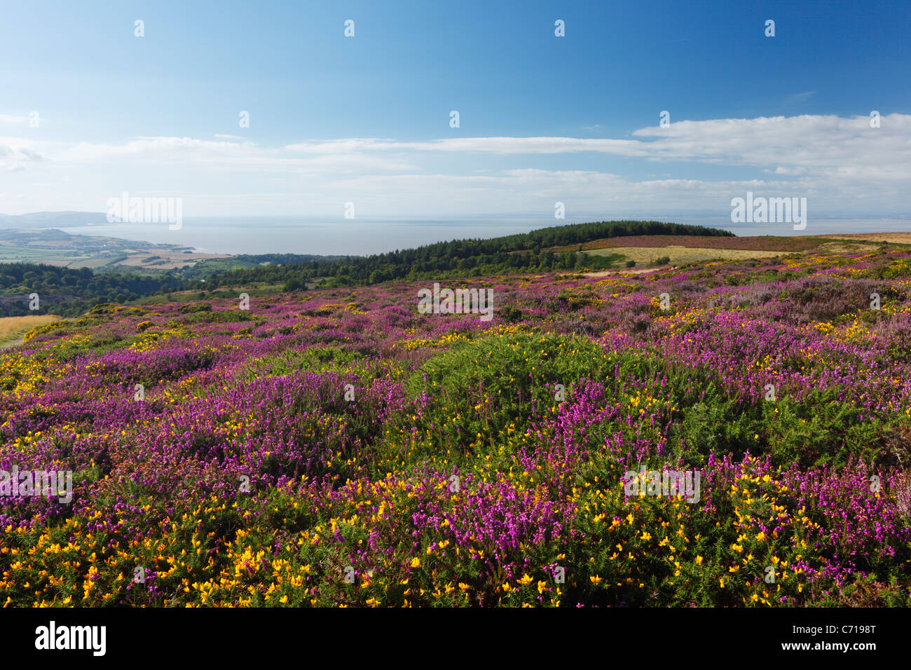 Heather and Gorse on Beacon Hill with views towards Watchet and Minehead. The Quantock Hills. Somerset. England. UK. Stock Photo