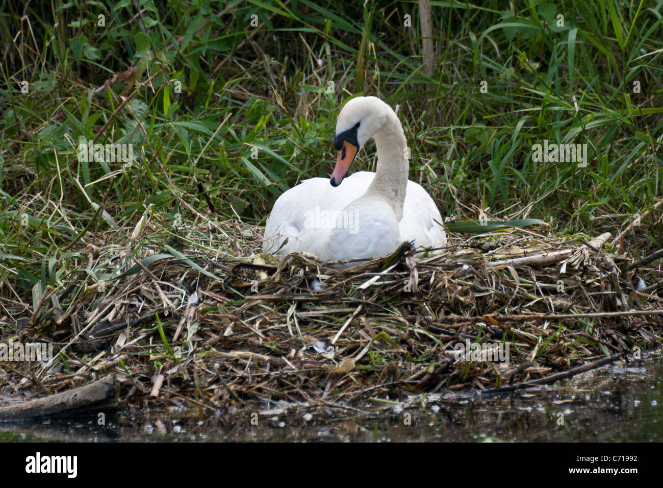 Mute swan on nest guarding eggs Stock Photo