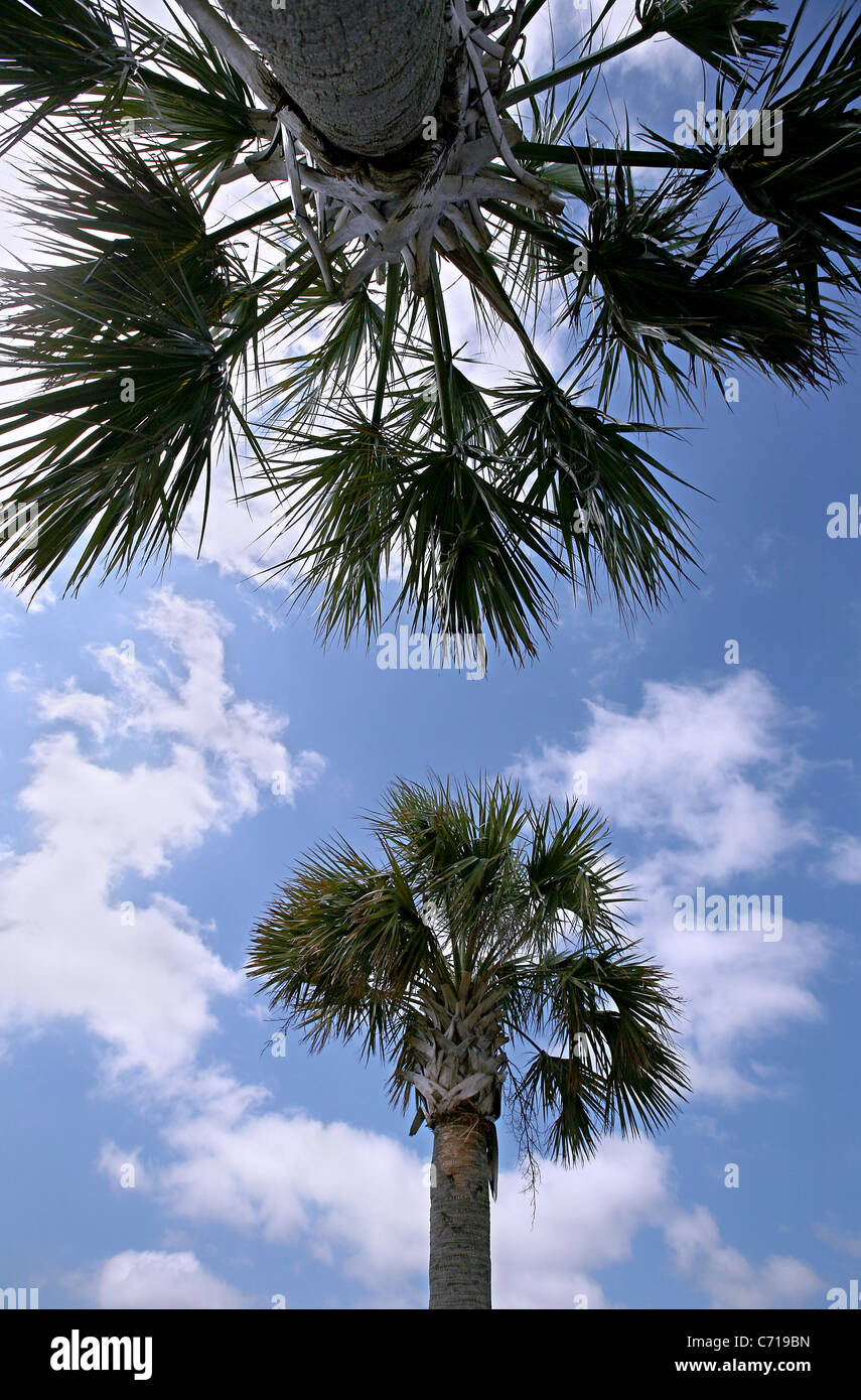 Palmetto tree hires stock photography and images Alamy