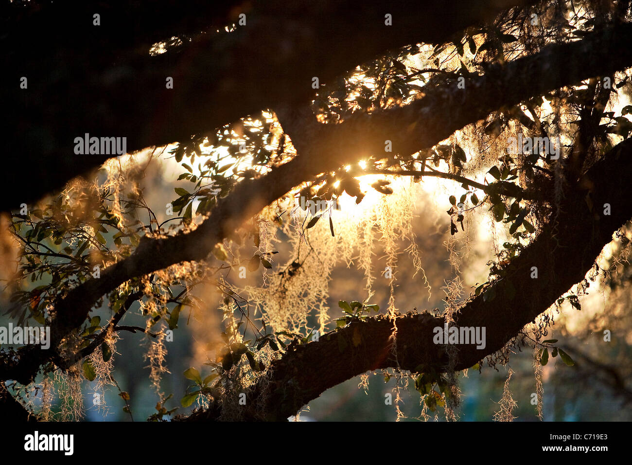 Sunrise streams through the Spanish moss hanging from a live oak tree Stock Photo Alamy