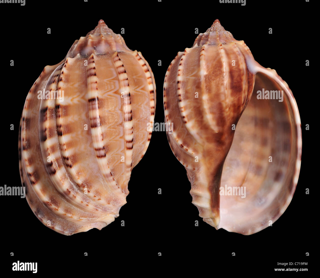 Ventral Harp shell (Harpa ventricosa) c6cm. Stock Photo