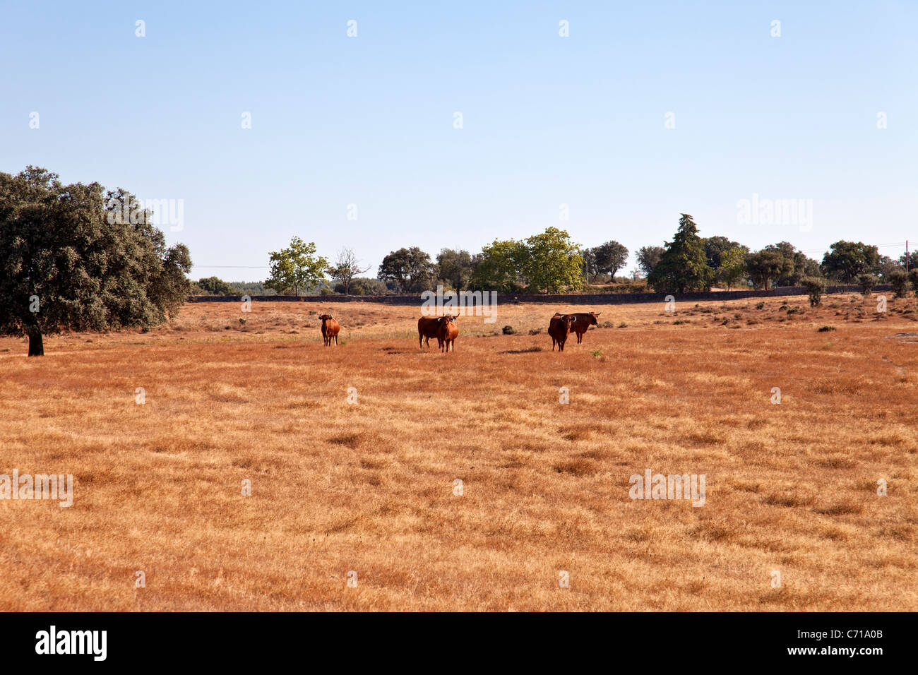 Cows of the Alentejana Breed (Raça Alentejana) in the Alentejo Province. Portalegre District, Portugal. Stock Photo