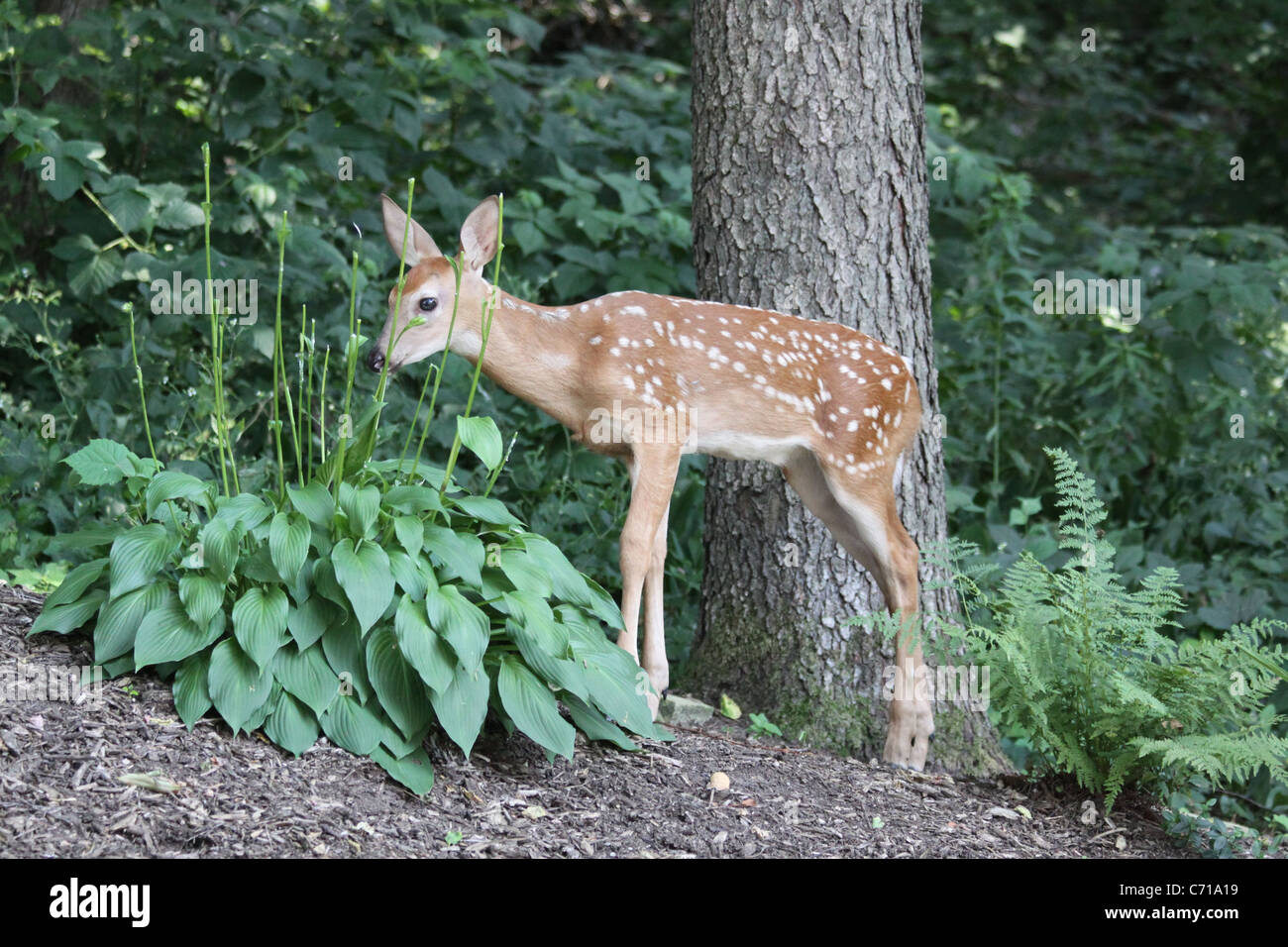 White tail deer spotted fawn eating a hosta near a tree at the edge