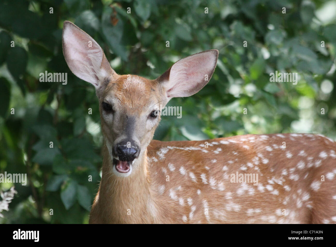 Close up of a white tail deer spotted fawn chewing in front of a background of green summer leaves. Stock Photo