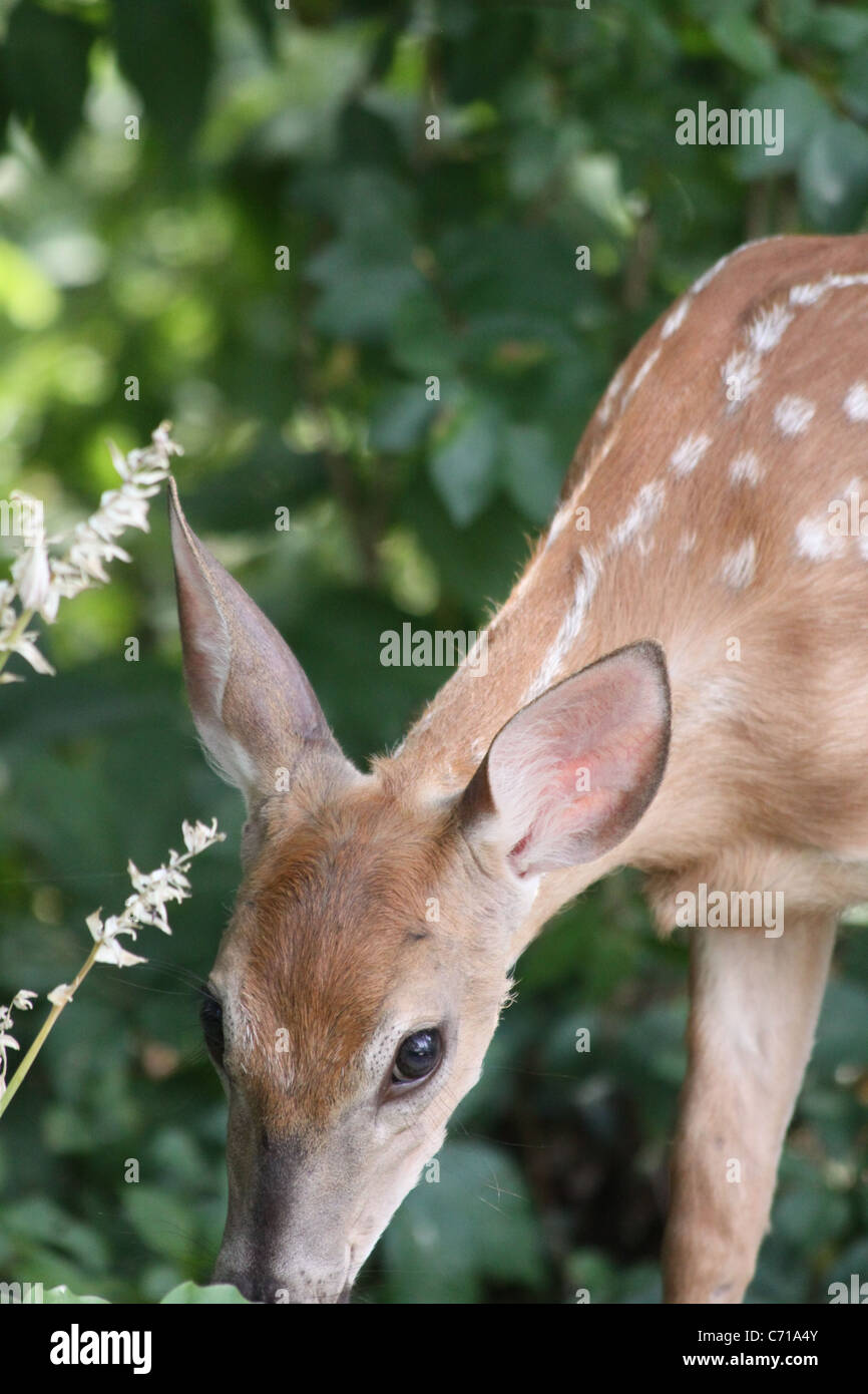 Close up of a white tail deer spotted fawn eating a hosta plant in