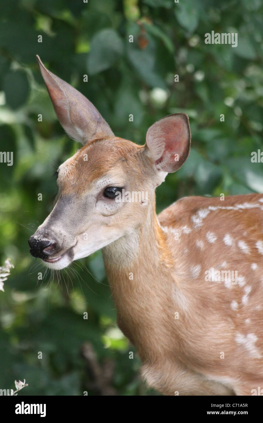 Close up of a white tail deer spotted fawn with a background of green leaves Stock Photo