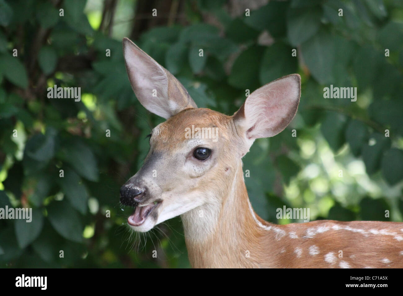 Close up of a white tail deer spotted fawn chewing leaves with a background of green leaves. Stock Photo