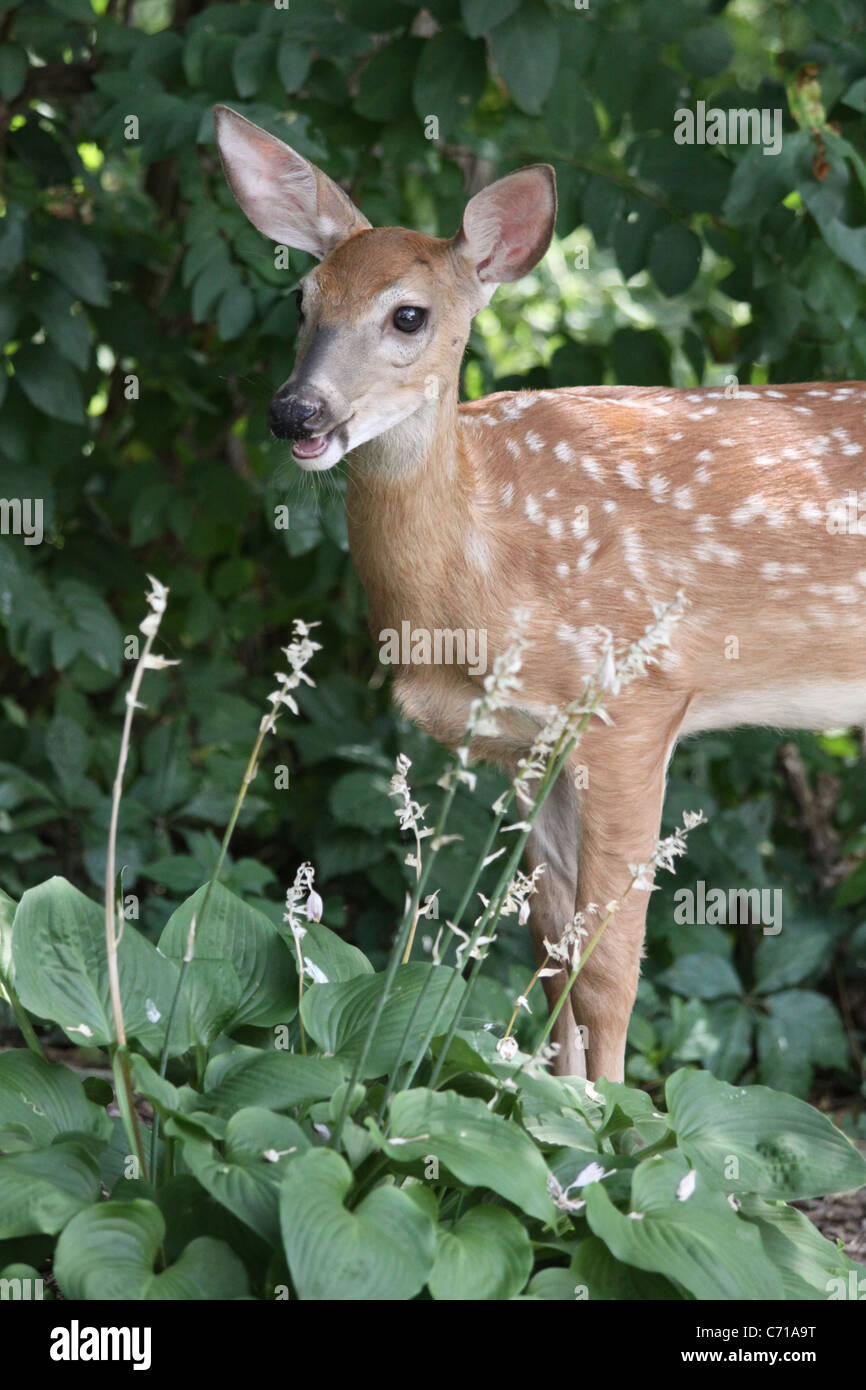 White tail deer spotted fawn eating a hosta plant in the green summer