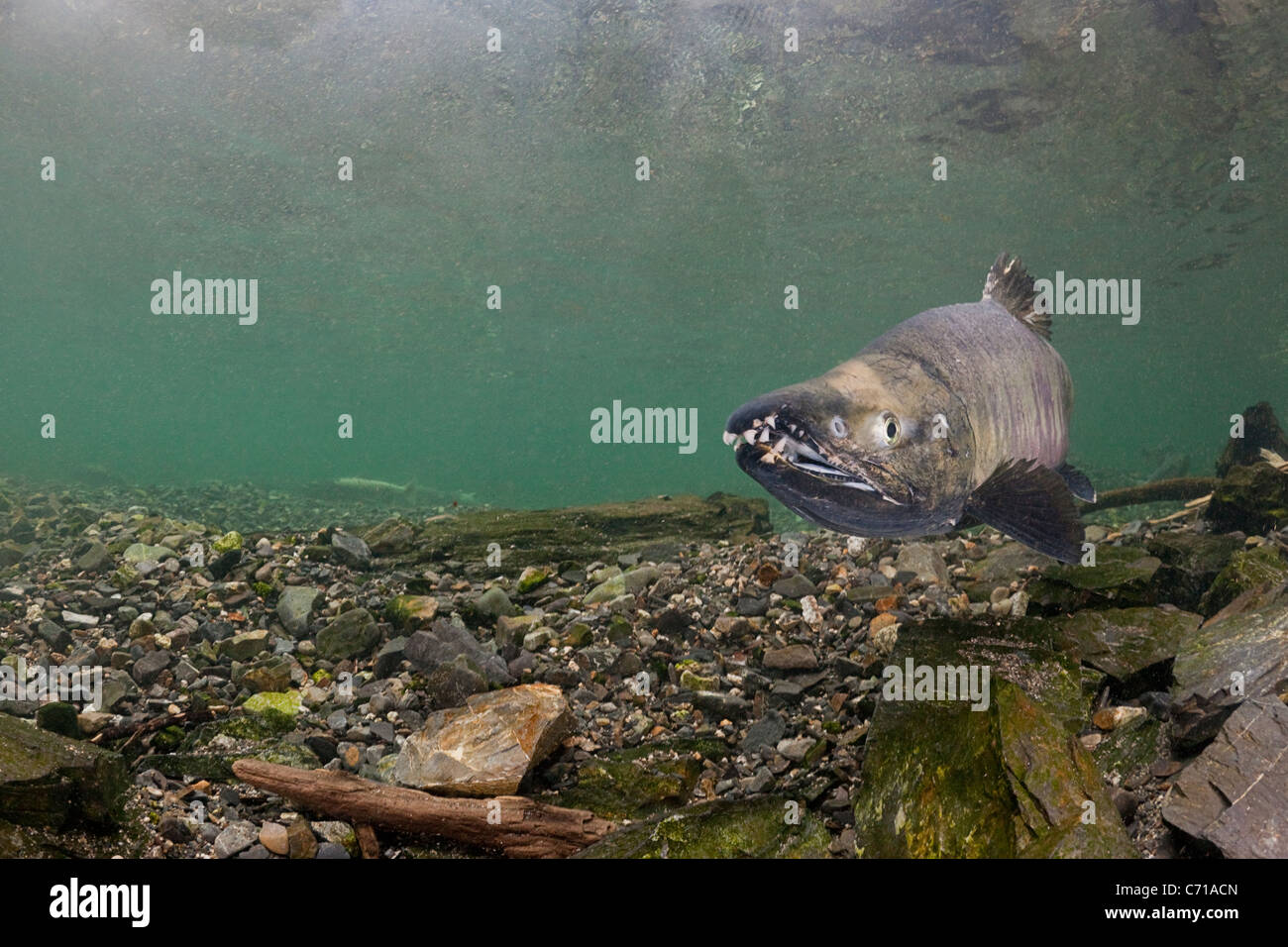 chum salmon, dog salmon, silverbrite salmon, or keta salmon, Oncorhynchus keta, in spawning stream, Prince William Sound, Alaska Stock Photo