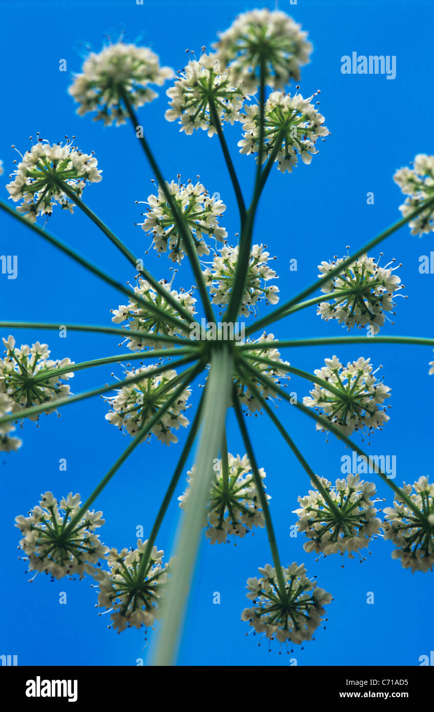 Heracleum sphondylium, Hogweed, Flowering head against blue sky, White subject, Blue background Stock Photo