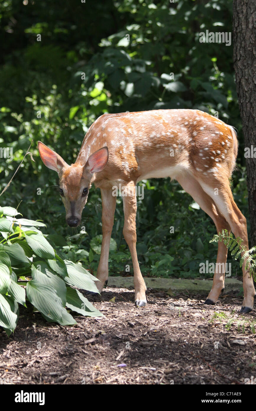 White tail deer spotted fawn getting ready to eat a green hosta in the ...