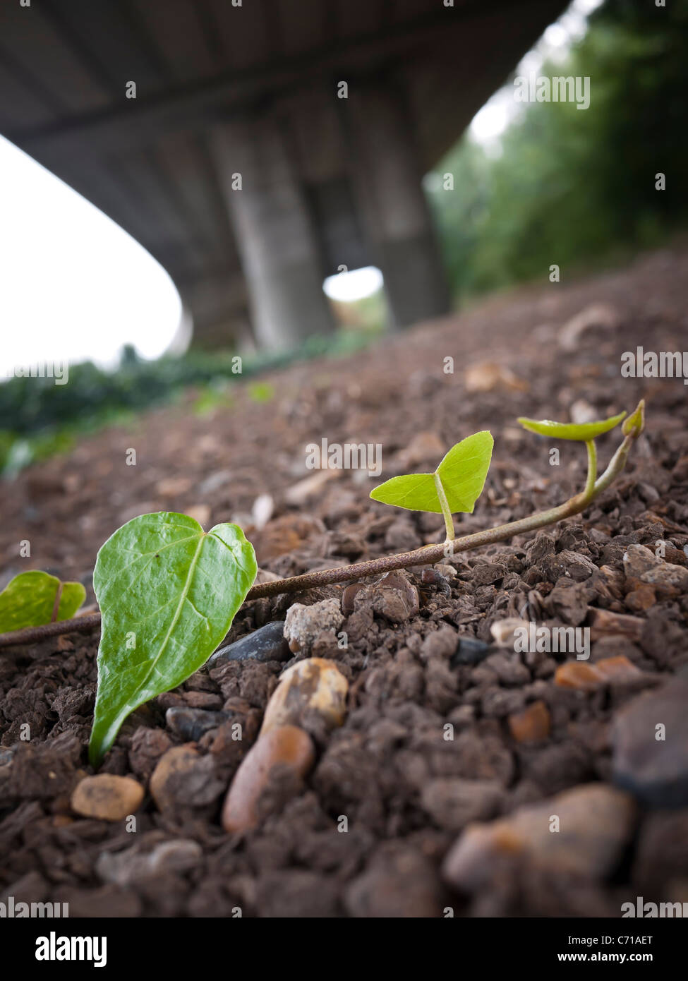 Plant regrowth under road Stock Photo