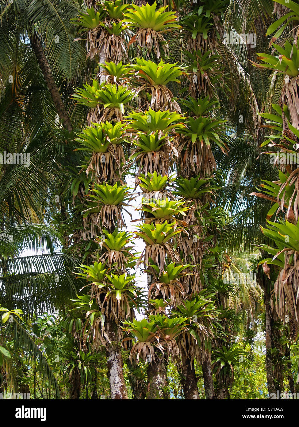 Epiphytes on coconuts trees trunks, caribbean, Costa Rica Stock Photo