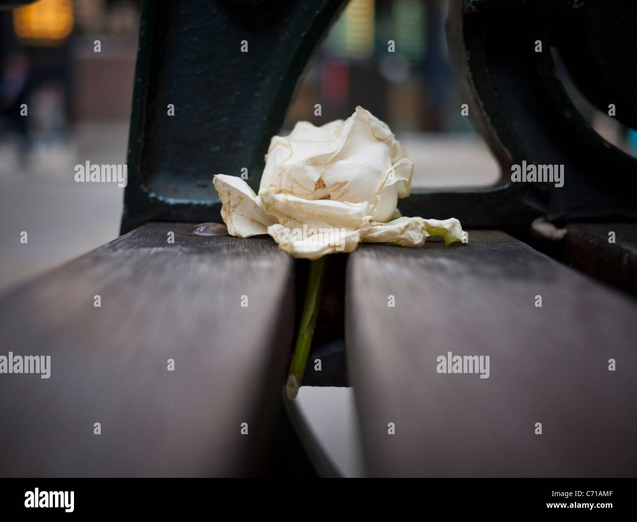 Discarded White Roses White rose discarded from night before on bench Stock Photo - Alamy