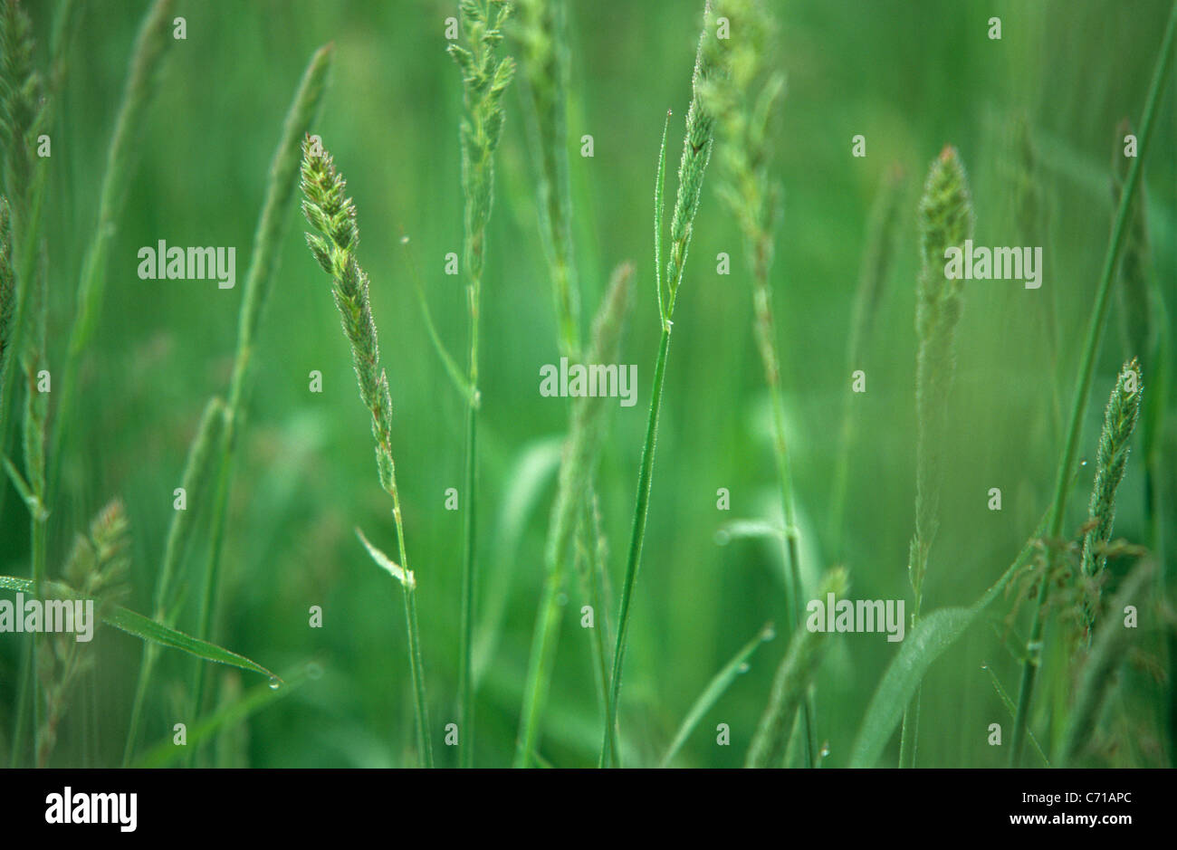 Grasses, Grass seedheads Stock Photo Alamy