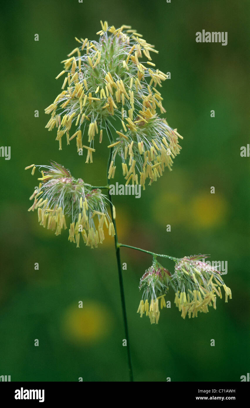 Sedge Reed Species of sedge hi-res stock photography and images - Alamy