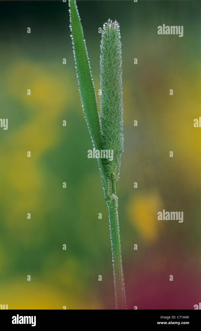Phleum pratense Grasses Timothy grass Stock Photo