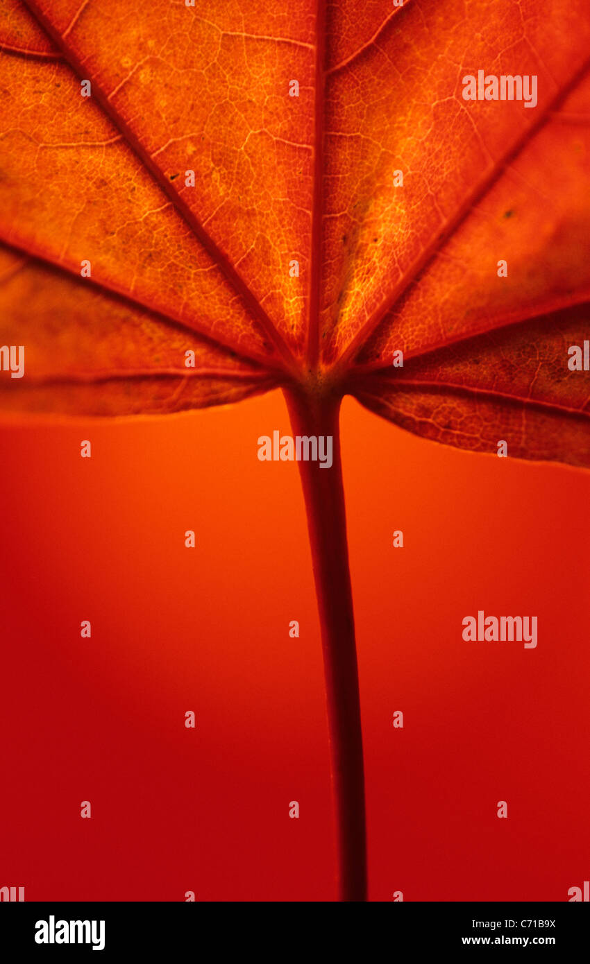 Acer pseudoplatanus, Sycamore, Backlit leaf detail against orange background Stock Photo