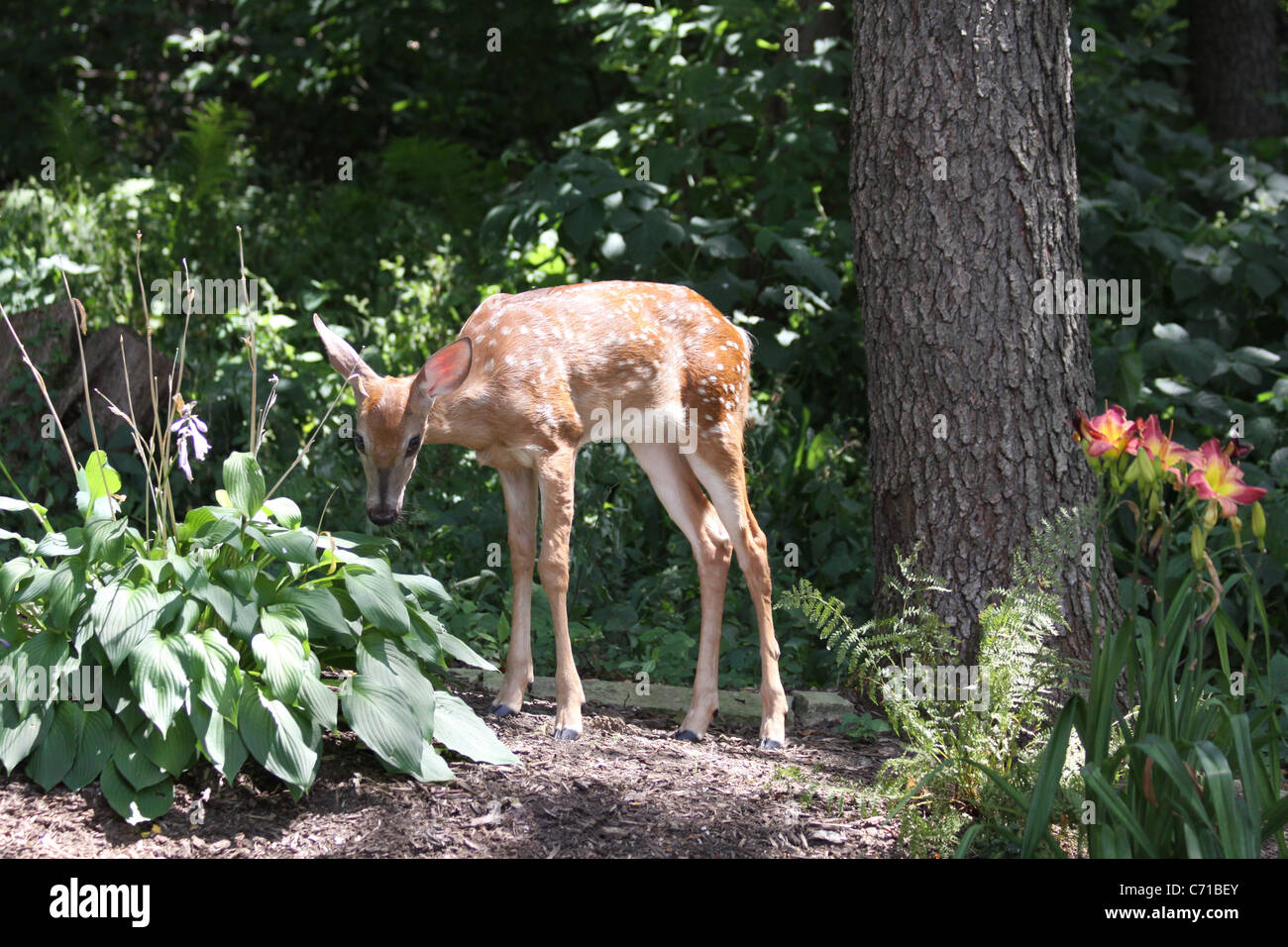 photo Do Deer Eat Hostas Plants https www alamy com stock photo white tail deer spotted fawn eating from a hosta plant in the summer 38754323 html