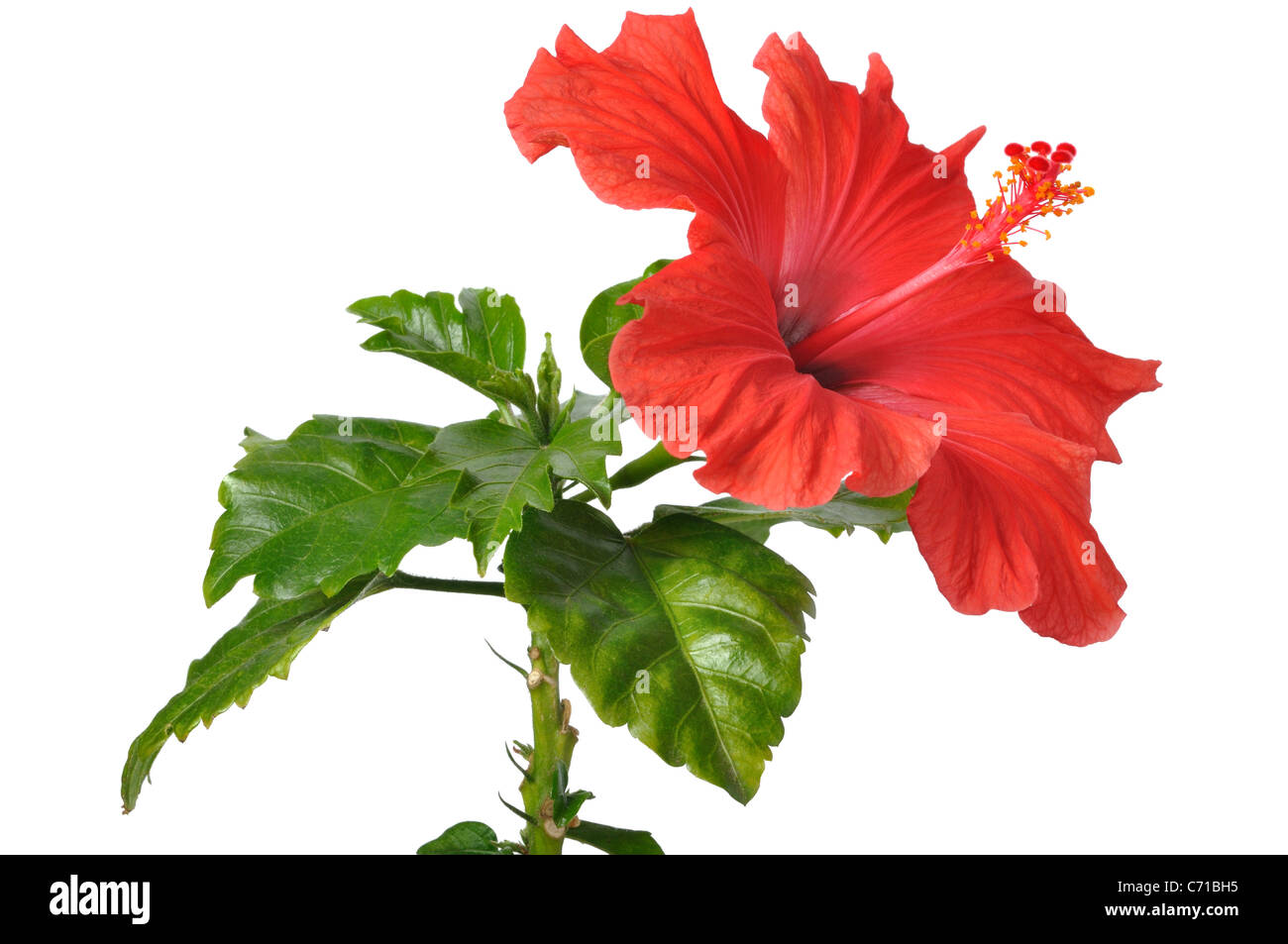Hibiscus Rosa Sinensis China Rose Flower High Resolution Stock