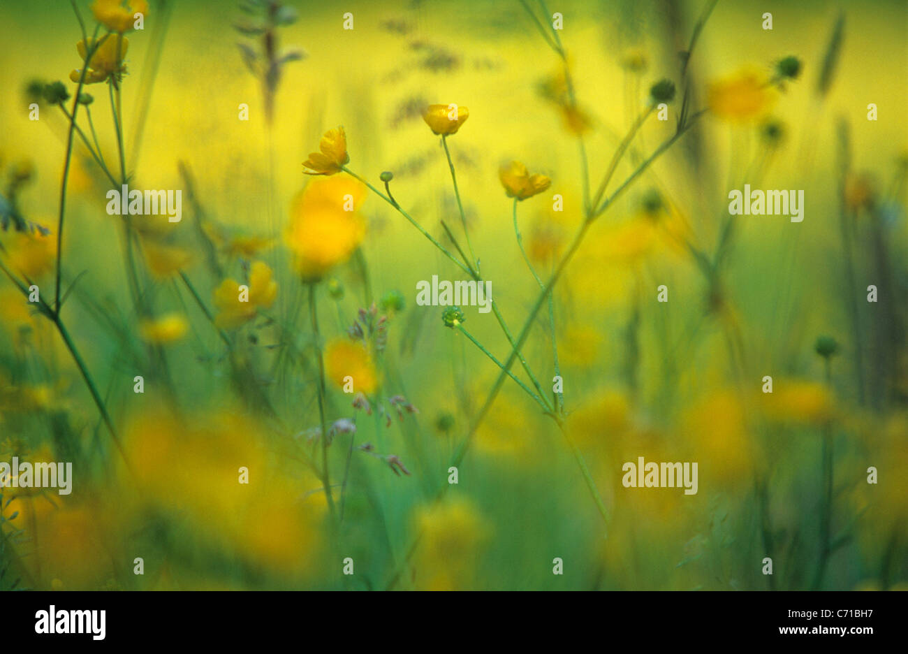 Ranunculus acris, Buttercup, Yellow flowers subject, Yellow background Stock Photo