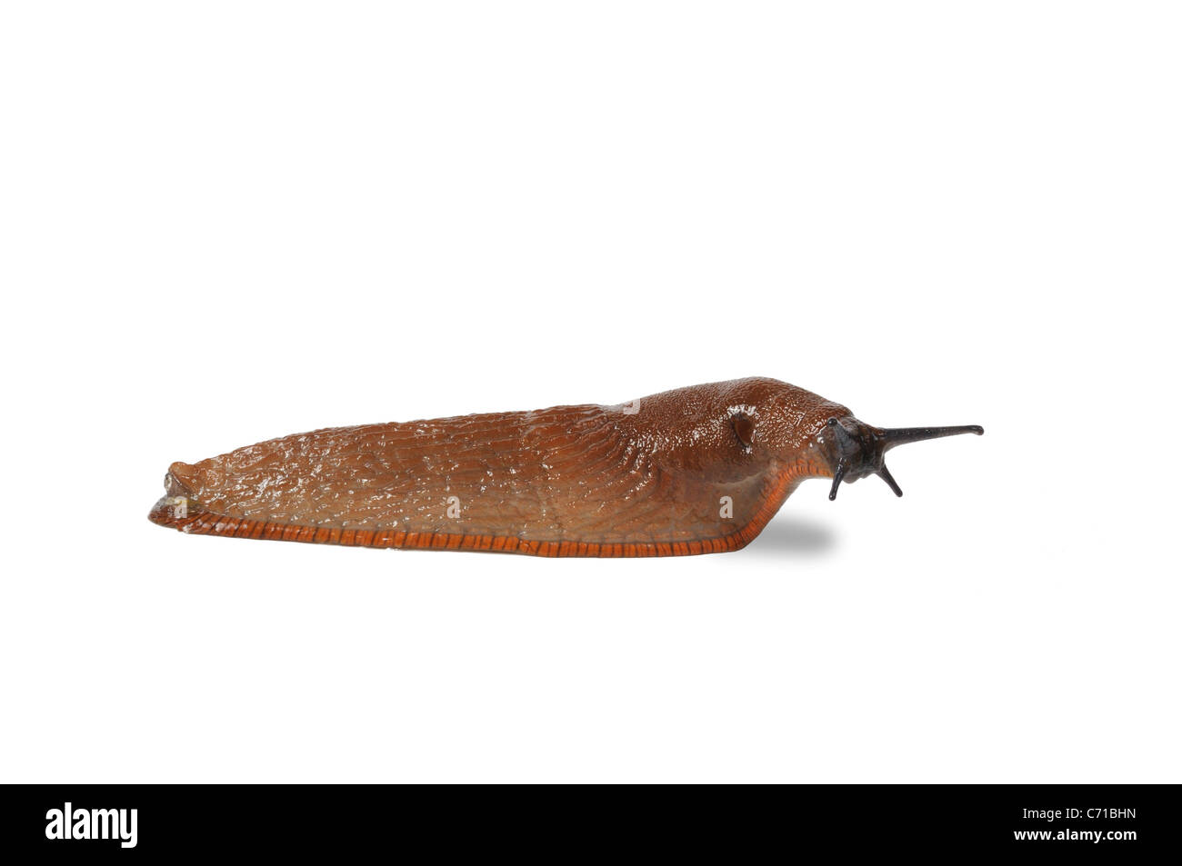 Spanish Slug Stock Photo