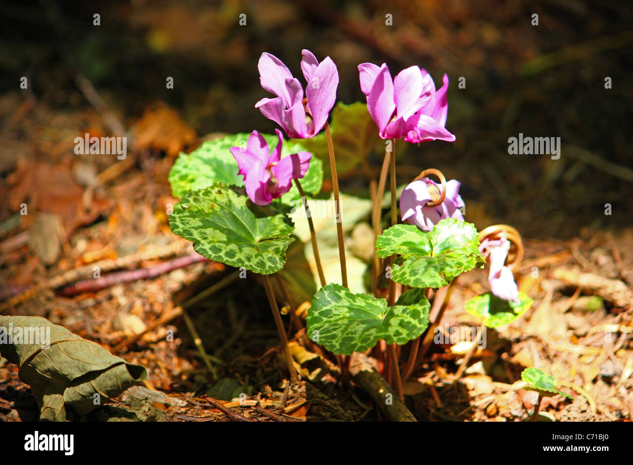 Wild cyclamen flowers deep in the forest Stock Photo