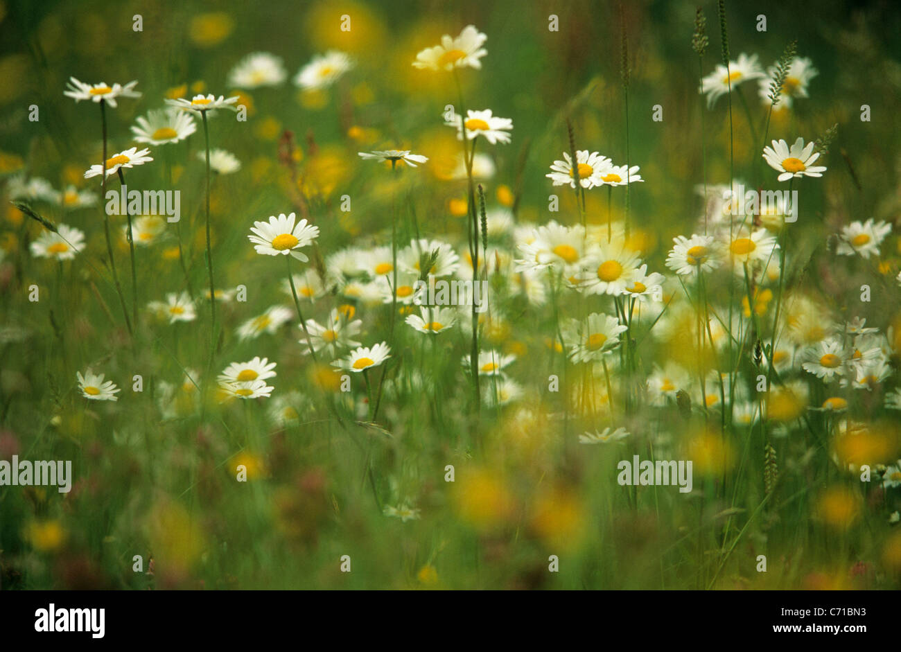 Leucanthemum vulgare, Daisy, Ox-eye daisy flowers Stock Photo