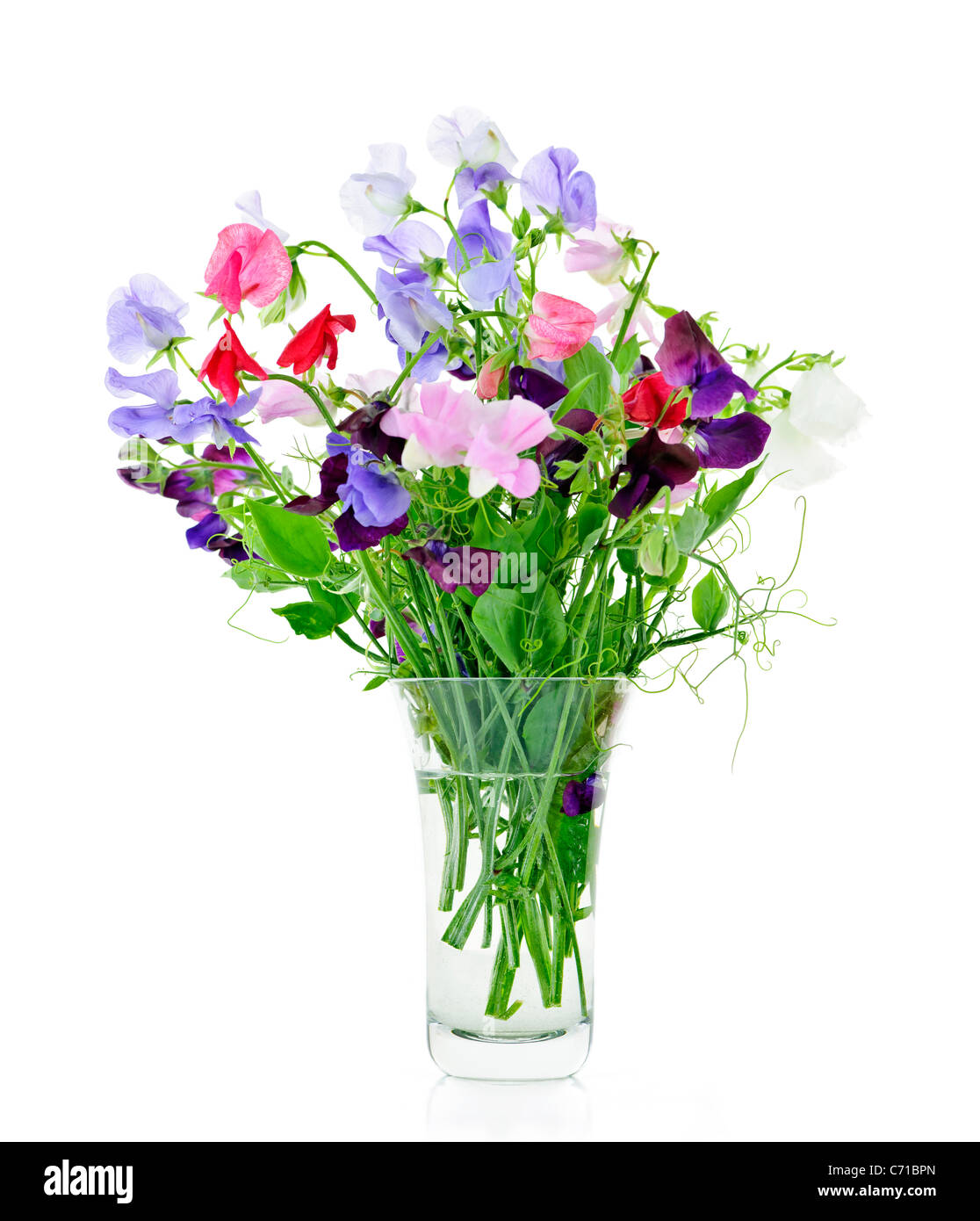 Bouquet of colorful sweet pea flowers in glass vase Stock Photo