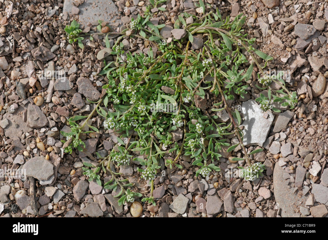 Strapwort: Corrigiola litoralis. Slapton Ley Nature Reserve, Devon, England Extremely rare flowering plant Stock Photo
