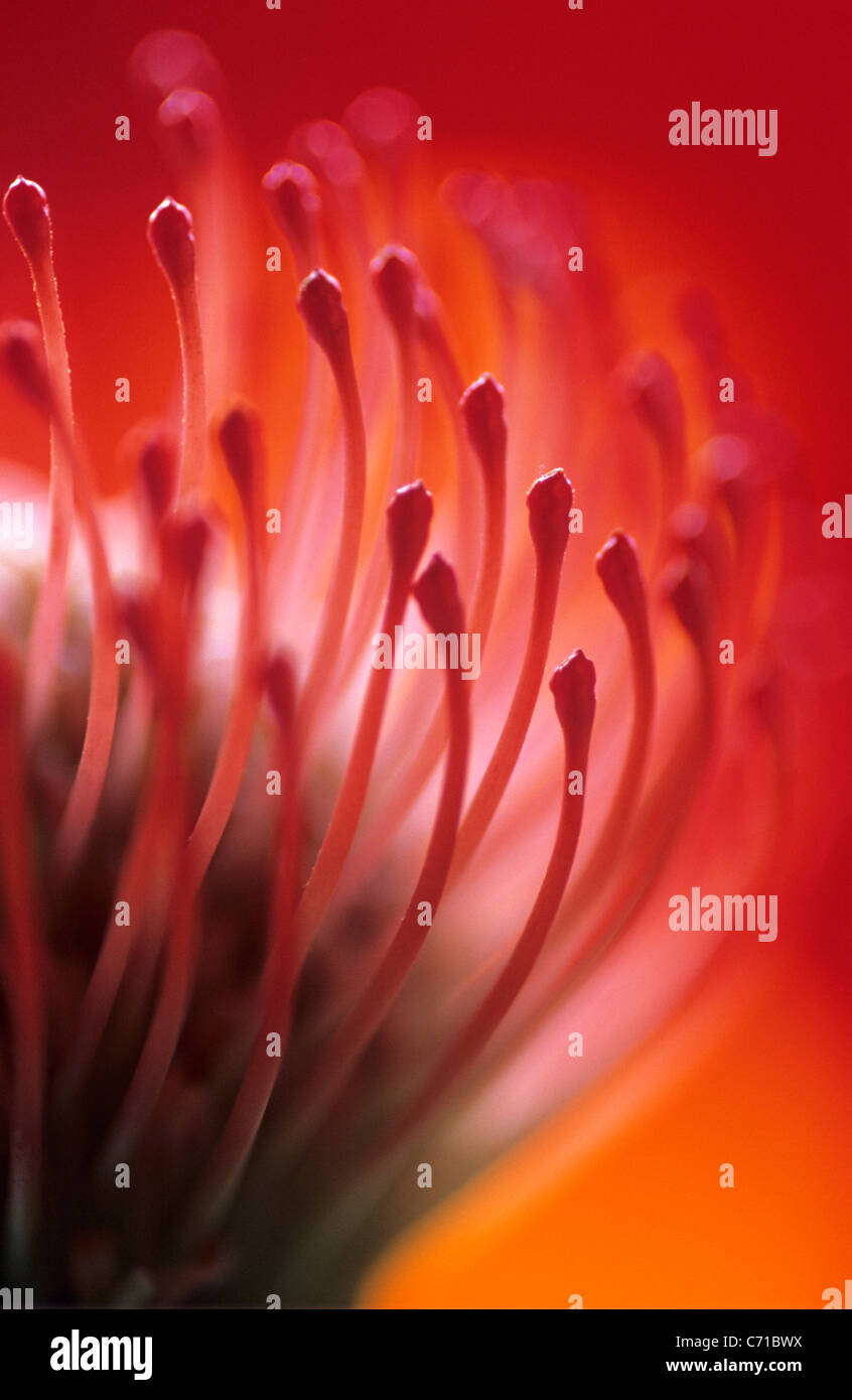 Leucospermum cordifolium, Pincushion flower, Red subject, Orange background Stock Photo