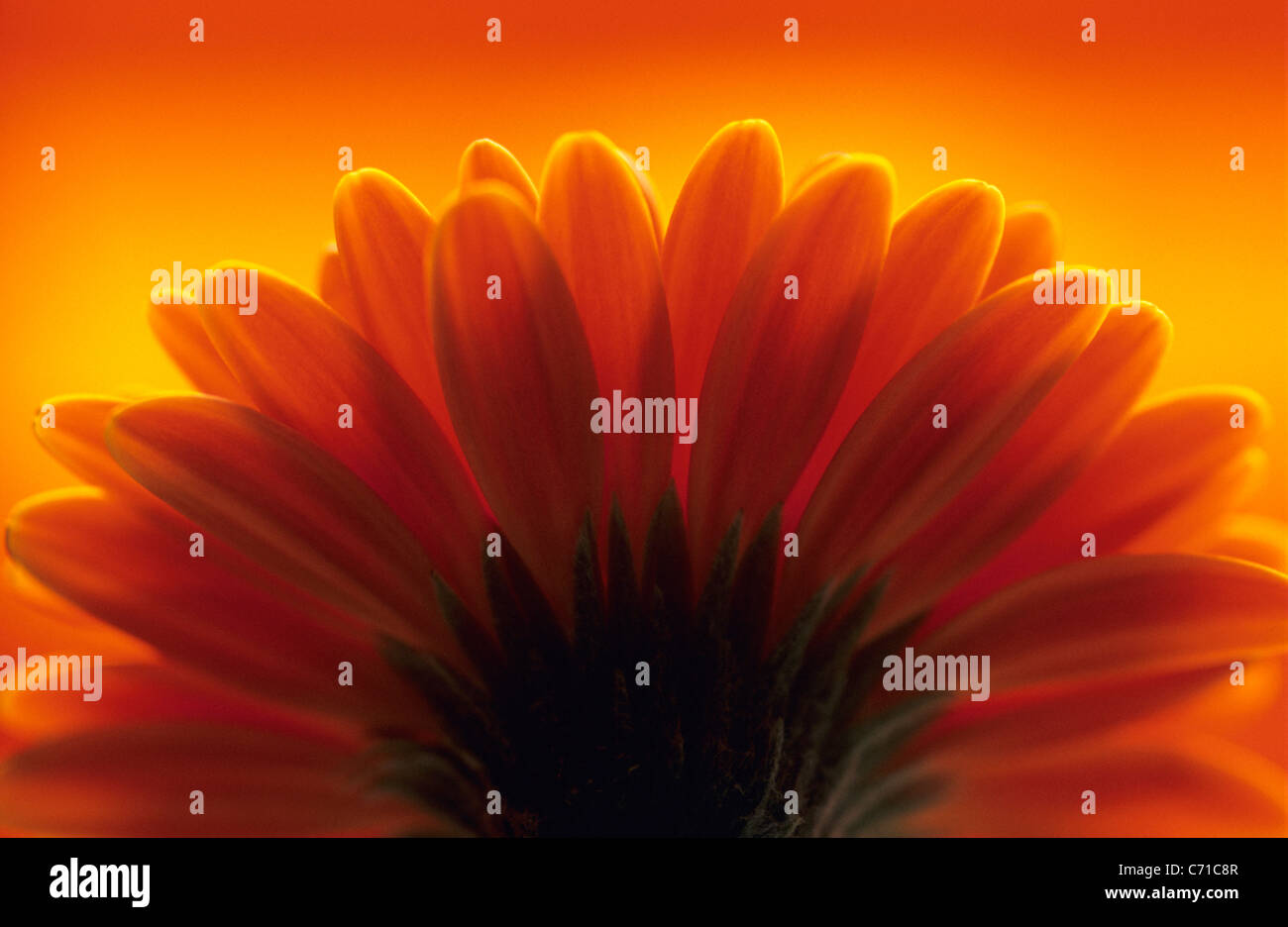 Petals turned back hi-res stock photography and images - Alamy