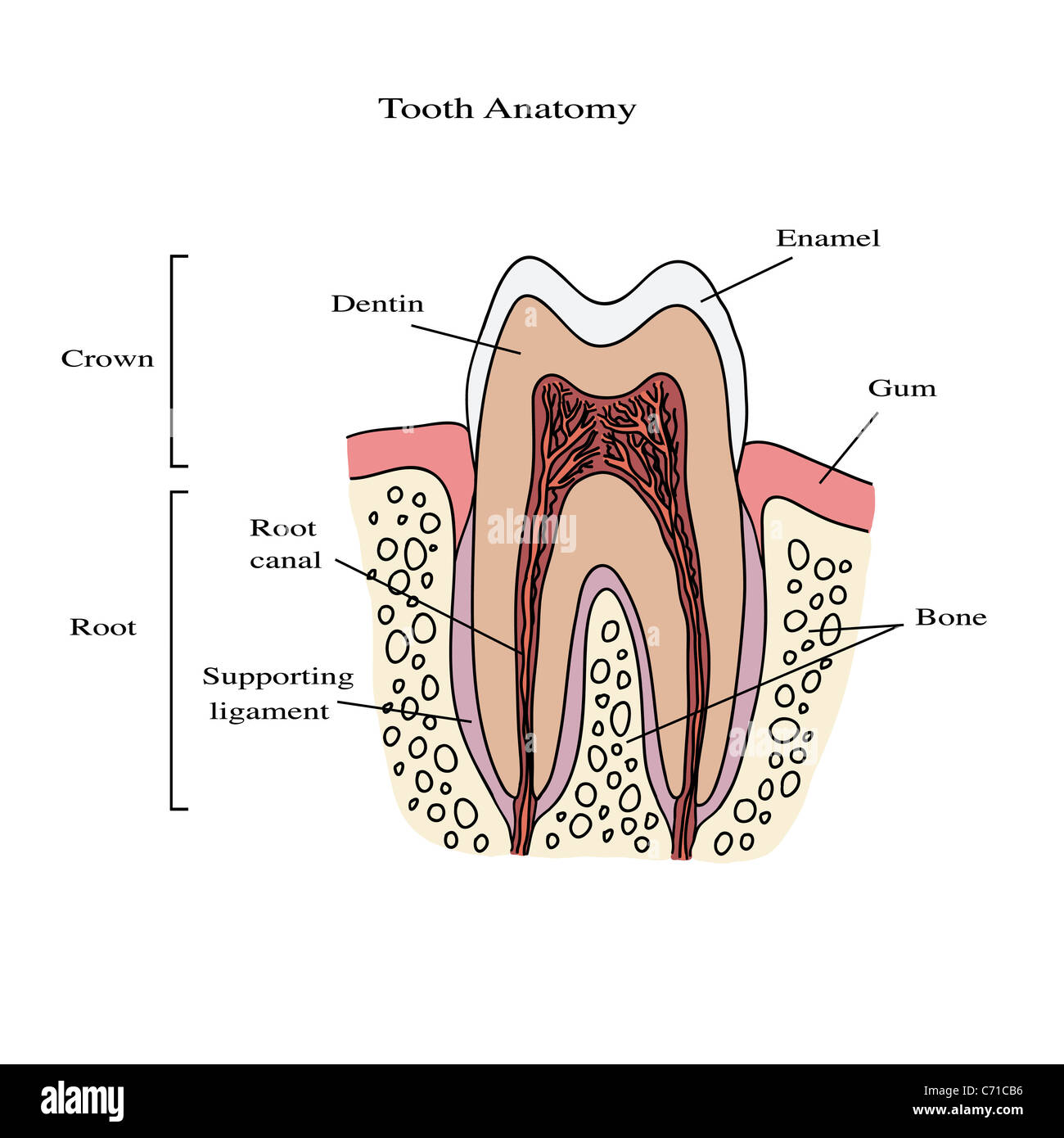 Human tooth anatomy illustration Stock Photo - Alamy