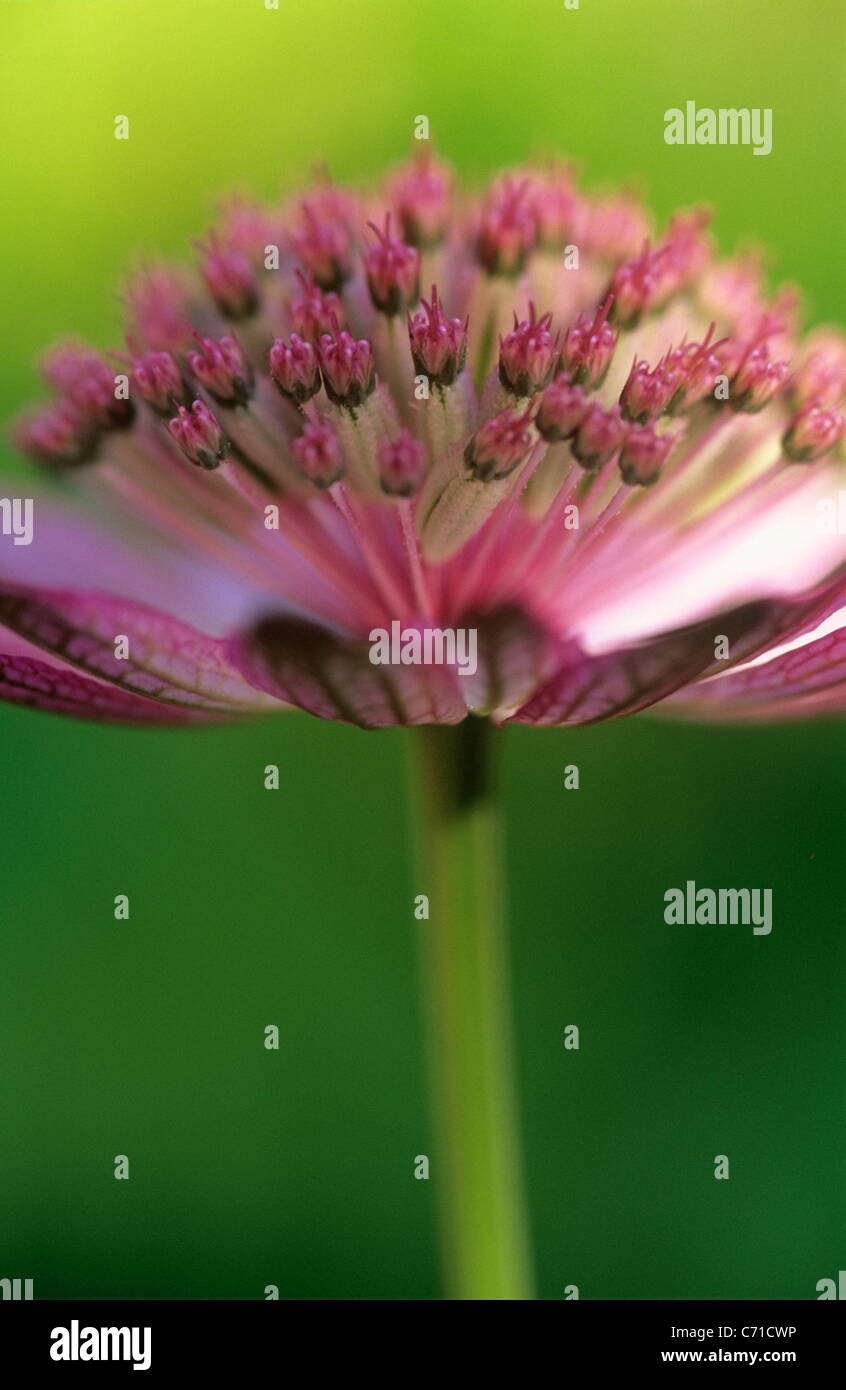 Astrantia major ‘Roma’, Masterwort Pink flower head against a green background. Stock Photo