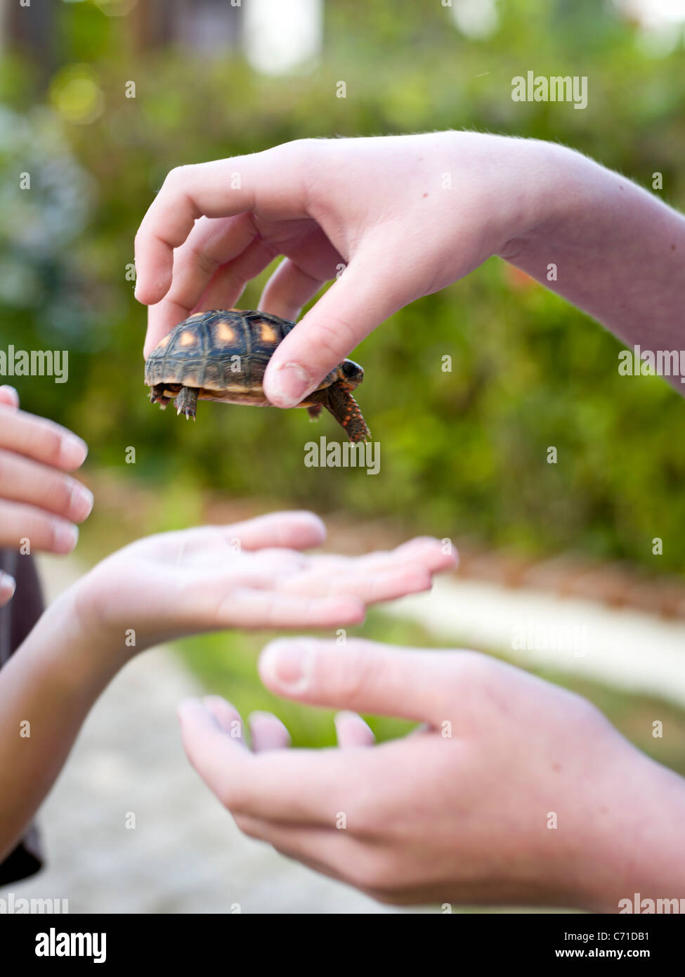 kids share the turtle Stock Photo - Alamy