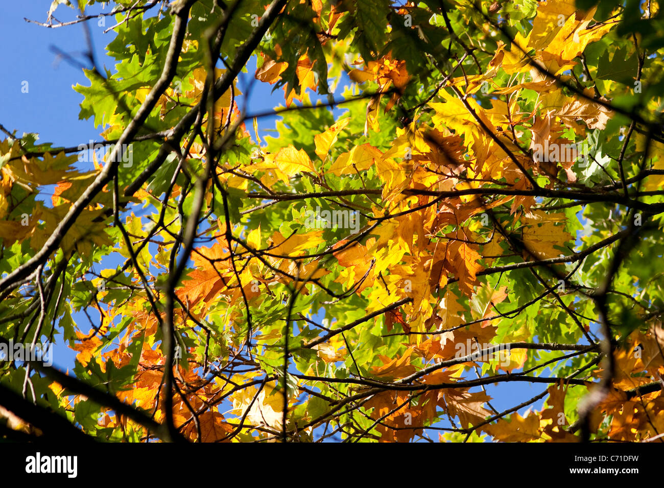 Vibrant Autumn Leaves against Blue Sky Stock Photo - Alamy